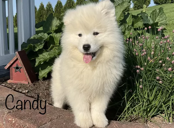 Samoyed - Candy