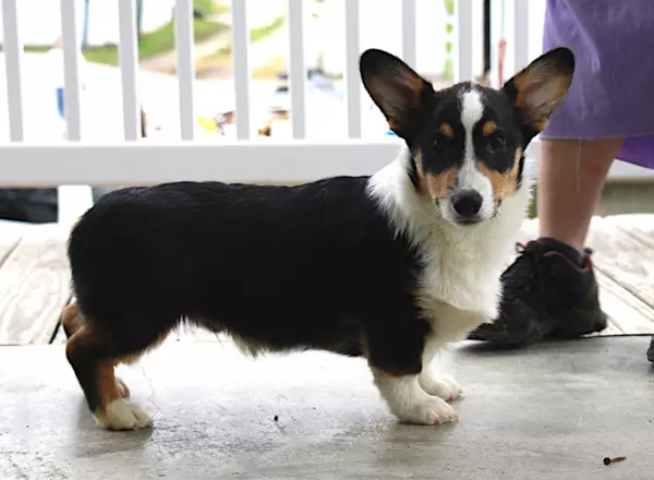 Welsh Corgi -Pembroke - Health tested Sosa