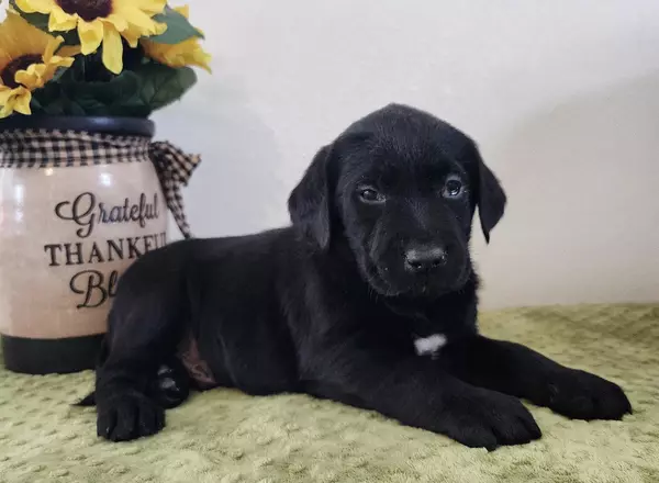 Labrador Retriever - Black - Chase