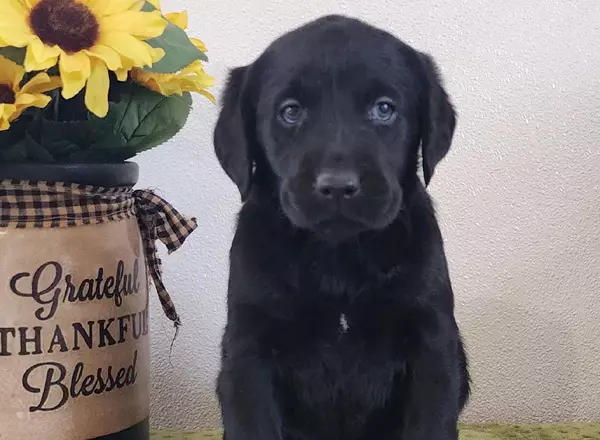 Labrador Retriever - Black - Cindy