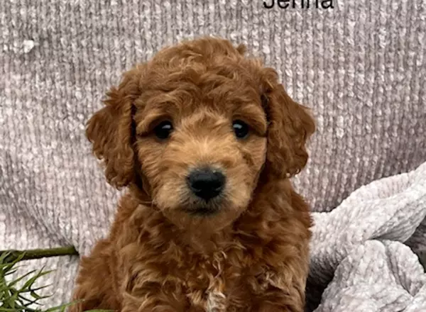 Goldendoodle - Jenna