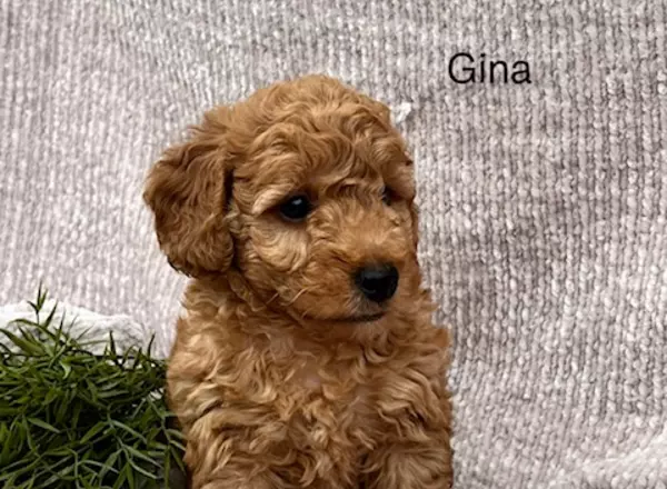 Goldendoodle - Gina