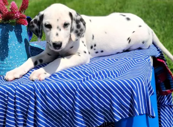 Dalmatian - Stan