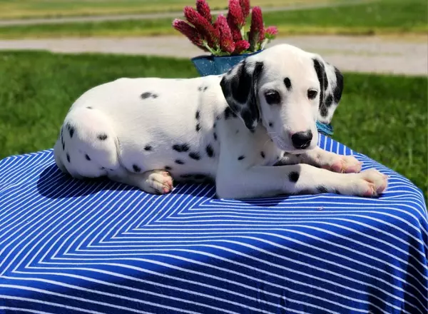 Dalmatian - Marki