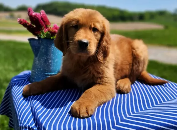 Golden Retriever - Ronni