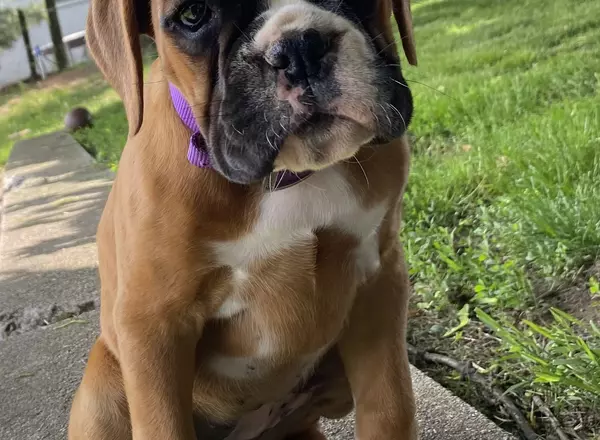 Boxer - Ember