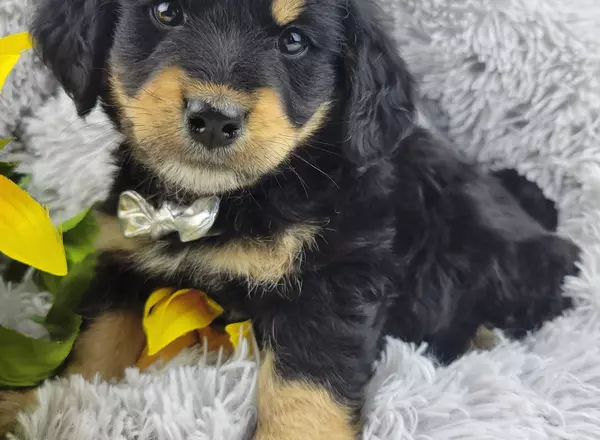 Mini Bernedoodle - Leo