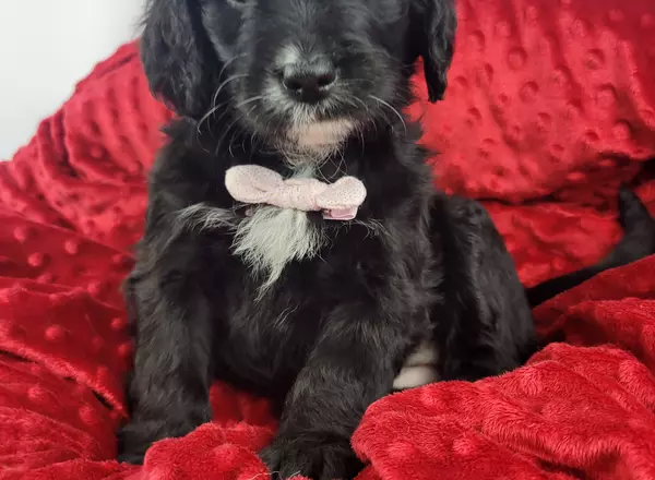 Mini Goldendoodle - Stella