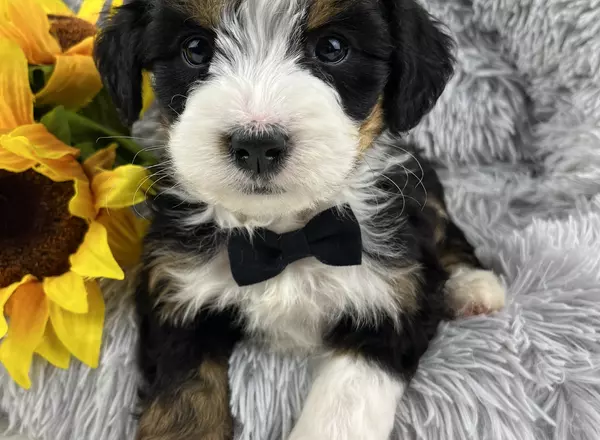 Mini Bernedoodle - Louie