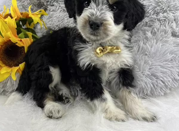 Mini Bernedoodle - Loki