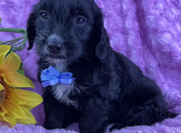 Mini Goldendoodle - Sophie