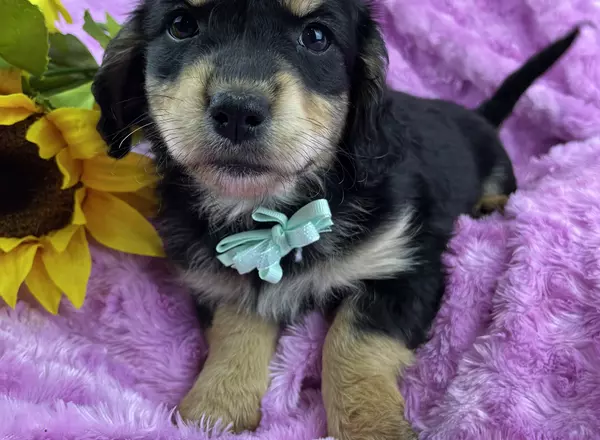 Mini Goldendoodle - Sage