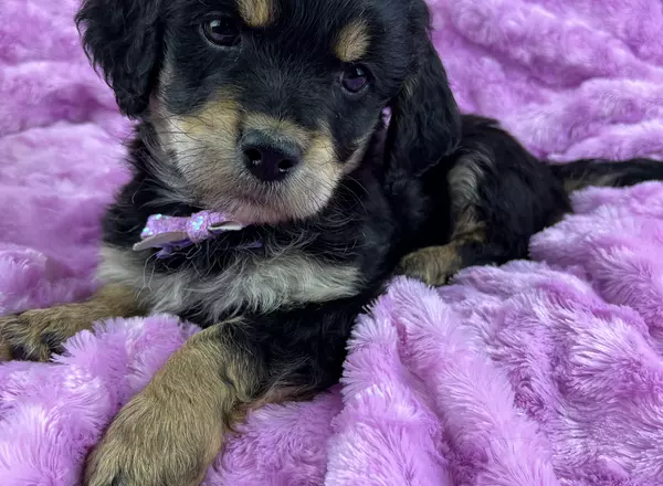Mini Goldendoodle - Simba