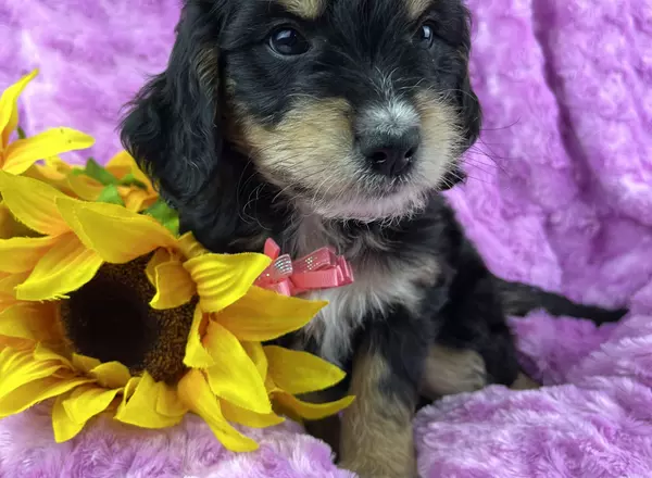 Mini Goldendoodle - Scout