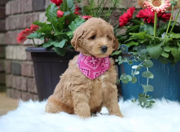 Mini Goldendoodle - Bessie