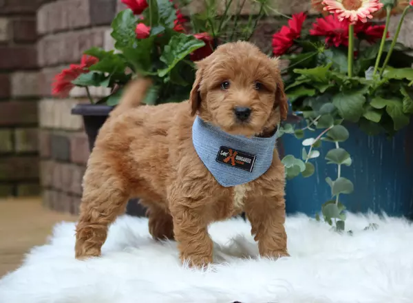 Mini Goldendoodle - Oliver