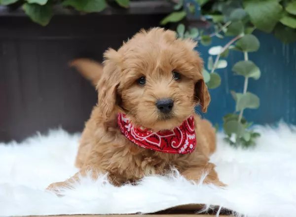 Mini Goldendoodle - Newt