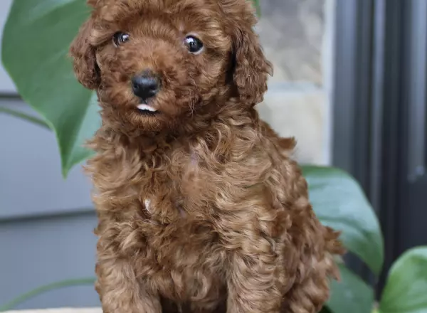 Toy Poodle - Ivy