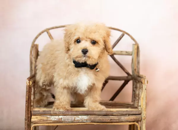 Bichpoo - Deeter
