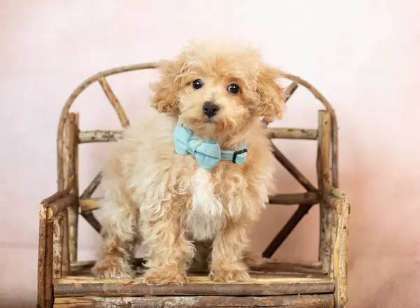 Bichpoo - Doozey
