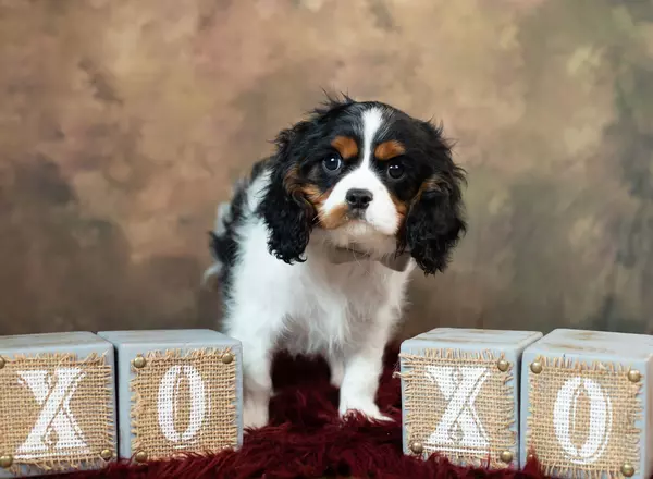 Cavalier King Charles Spaniel - Asher