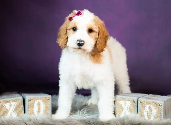 Goldendoodle - Dasia