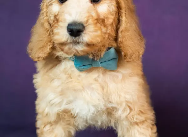 Goldendoodle - Dannie