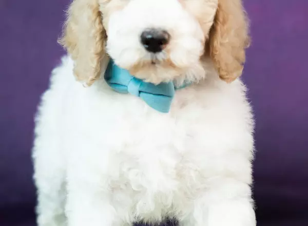 Goldendoodle - Danko