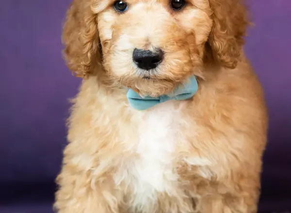 Goldendoodle - Dolche