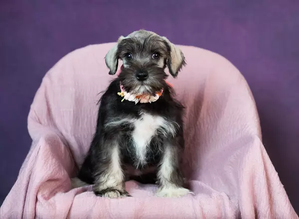 Miniature Schnauzer - Tabie