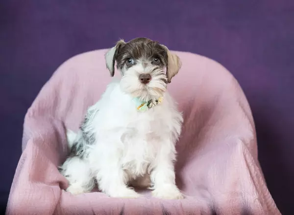 Miniature Schnauzer - Tailynn