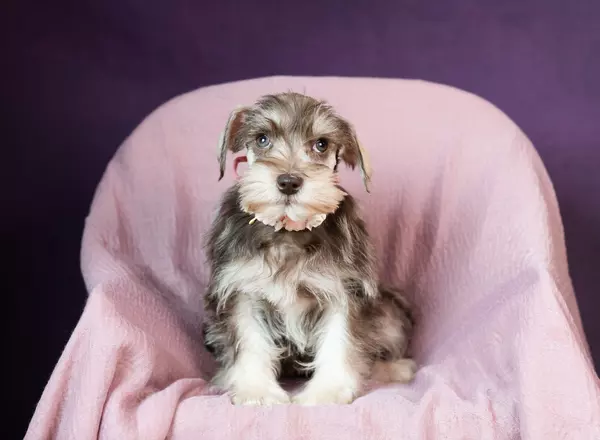 Miniature Schnauzer - Tala