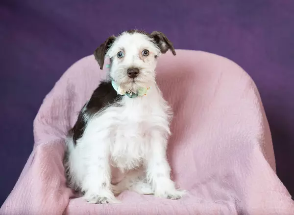 Miniature Schnauzer - Tahlia