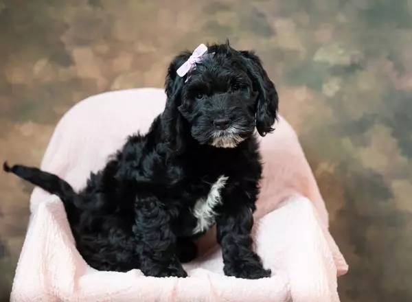 Cockapoo - Rose