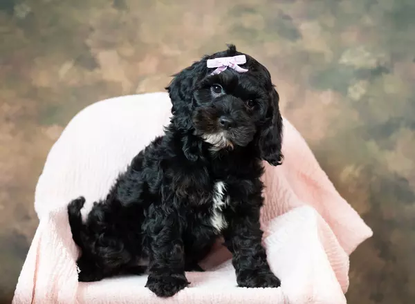 Cockapoo - Raelynn