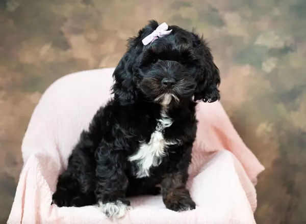 Cockapoo - Rene