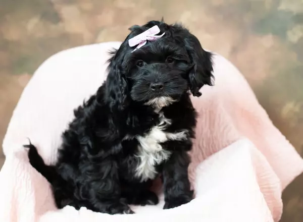 Cockapoo - Raya