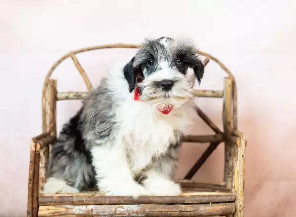 Miniature Schnauzer - Toby