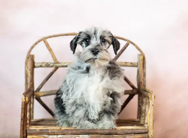 Miniature Schnauzer - Tinkerbell