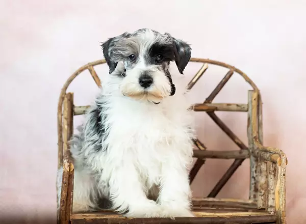 Miniature Schnauzer - Tink