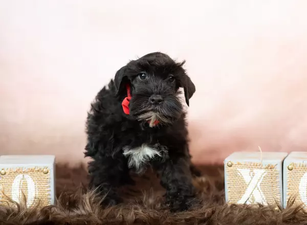 Miniature Schnauzer - Timmy