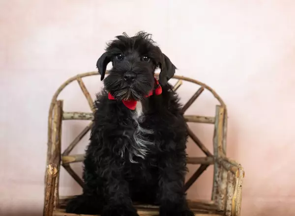 Miniature Schnauzer - Toodles