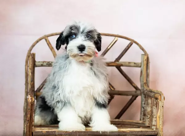 Miniature Schnauzer - Trista