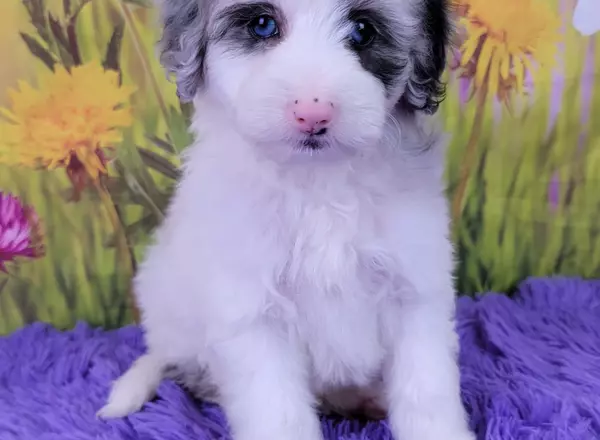 Mini Sheepadoodle - Cosmo