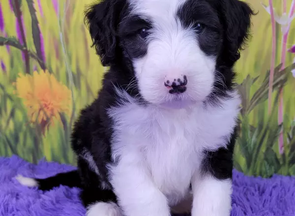 Mini Sheepadoodle - Dock