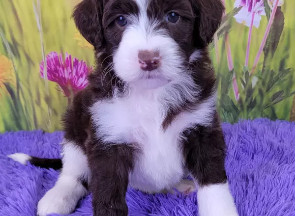Mini Sheepadoodle - Lana