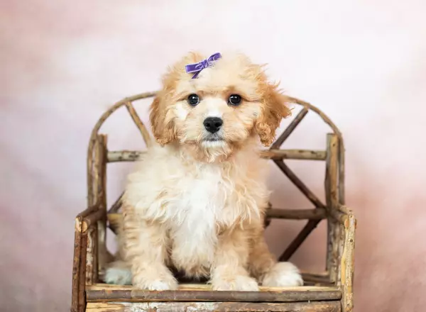 Cavapoo - Brook