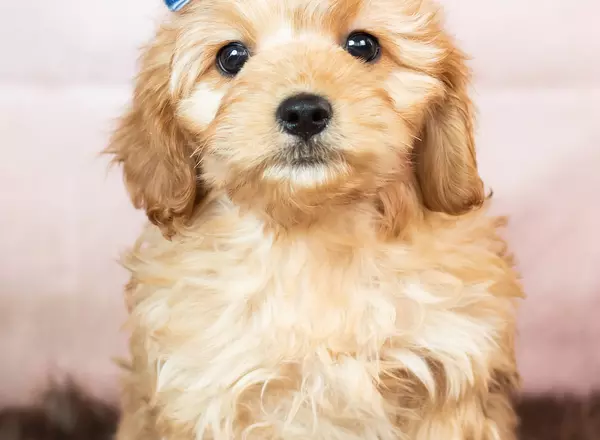 Cavapoo - Blaire