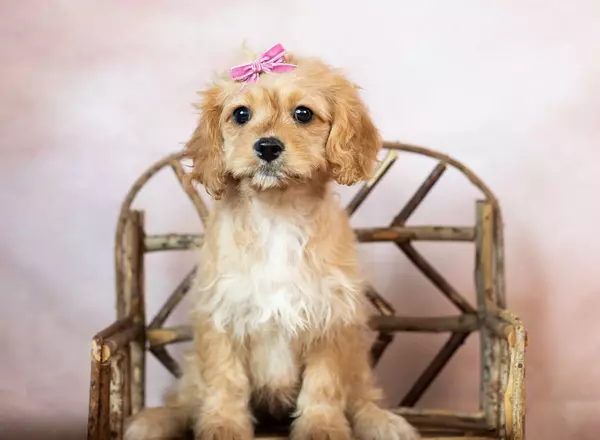 Cavapoo - Bethanie