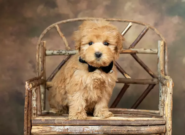 Maltipoo - Buddy